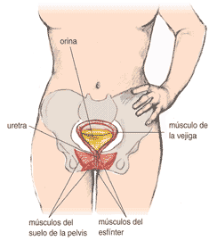 partes infección de orina