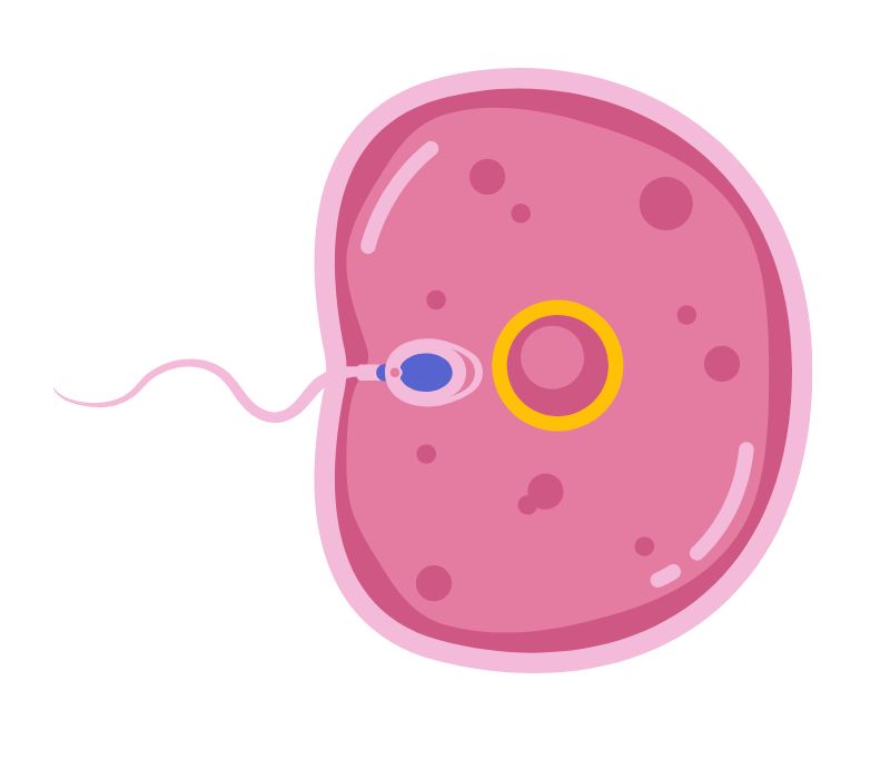 Tratamiento Fertilidad Granada
